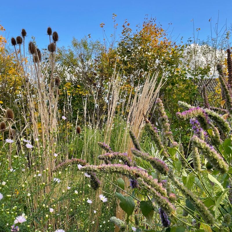 Höst — prydnadsgräs och perenner i höstfärger